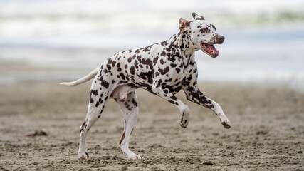 Dalmation dog at the beach enjoying the sun, playing in the sand at summertime
