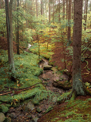 Tranquil Forest Brook Surrounded by Trees