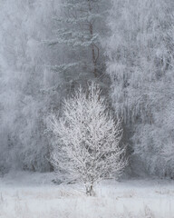 Winter Wonderland: Snow-Laden Trees in Forest
