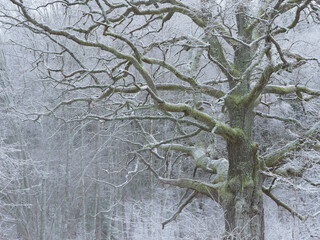 Snow-Clad Forest Scene with Big Moss-Covered Oak Tree