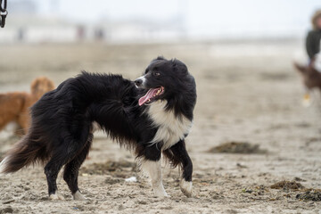 Border collie dog running in the water and enjoying the sun at the sand beach. Dog having fun at sea in summer.        
