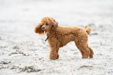 Poodle on the beach having fun at summer