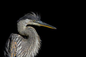 Great blue heron portrait on a black background with space for copy.