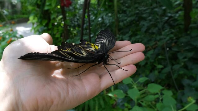 Common Birdwing butterfly (Troides helena) resting on hand of male in a park in Thailand
