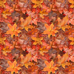 Fototapeta premium autumn leaves on the ground