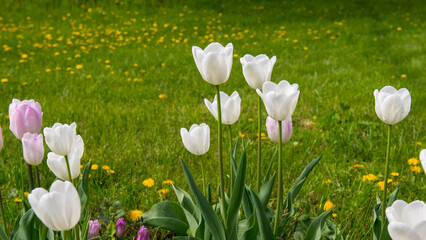 White tulips on a flowerbed in the spring garden.