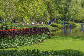 Exotic varieties of black tulips in the Netherlands. Flower design for gardens, parks