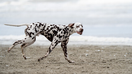 Dalmation dog at the beach enjoying the sun, playing in the sand at summertime
