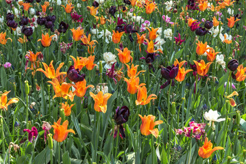 Exotic varieties of colorful tulips in the Netherlands. Flower design for gardens and parks