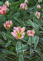 Exotic varieties of white-pink tulips in the Netherlands. Vertical photo. Close up
