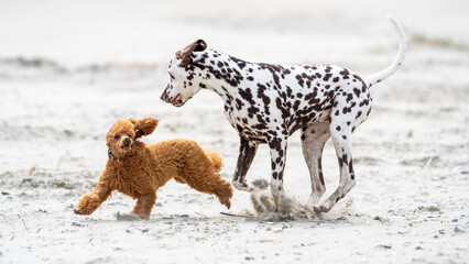 Dalmation dog at the beach enjoying the sun, playing in the sand at summertime