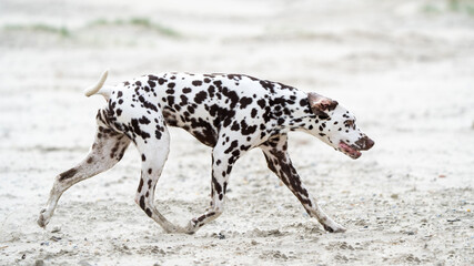 Dalmation dog at the beach enjoying the sun, playing in the sand at summertime