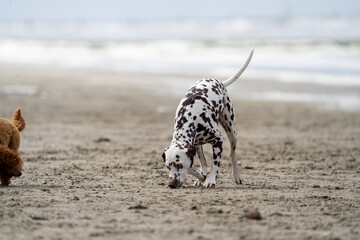 Dalmation dog at the beach enjoying the sun, playing in the sand at summertime