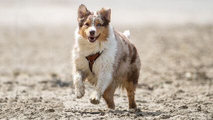 australian shepherd dog on the beach, beautifull eyes. Dog on the beach. space for text
