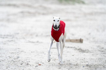 The English Greyhound, or simply the Greyhound dog,  at the beach enjoying the sun, playing in the...