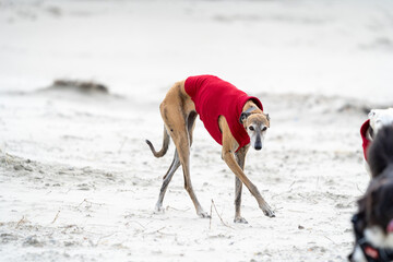 The English Greyhound, or simply the Greyhound dog,  at the beach enjoying the sun, playing in the...