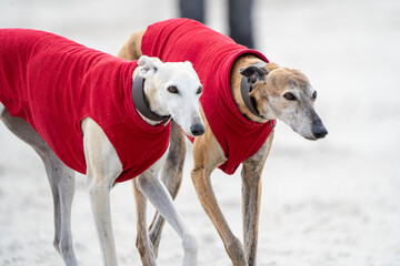 The English Greyhound, or simply the Greyhound dog,  at the beach enjoying the sun, playing in the sand at summertime wearing a coat