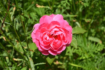 Pink Rose