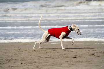 The English Greyhound, or simply the Greyhound dog,  at the beach enjoying the sun, playing in the...