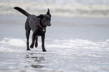 black dog on the beach having fun