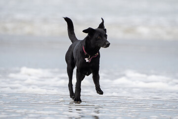 black dog on the beach having fun