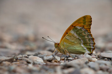 Silver-washed fritillary on the ground. Orange butterfly. Argynnis paphia.