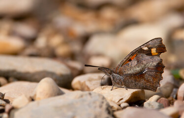 Obraz premium Nettle-tree butterfly isolated on the ground. European beak butterfly. Libythea celtis.