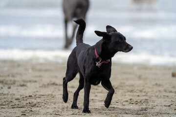 black dog on the beach having fun