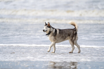 Husky malamute dog at the beach playing and running in the sand and water