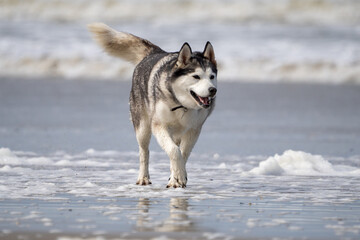 Husky malamute dog at the beach playing and running in the sand and water