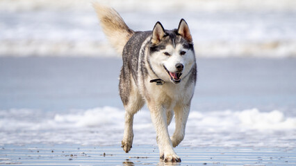 Husky malamute dog at the beach playing and running in the sand and water