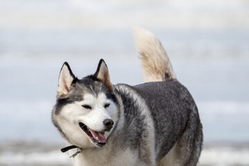 Husky malamute dog at the beach playing and running in the sand and water