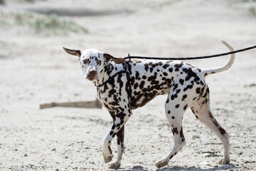 Dalmation dog at the beach enjoying the sun, playing in the sand at summertime