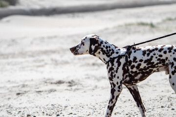 Dalmation dog at the beach enjoying the sun, playing in the sand at summertime