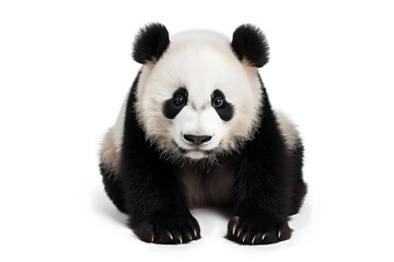 Giant panda isolated on a white background, studio shot.