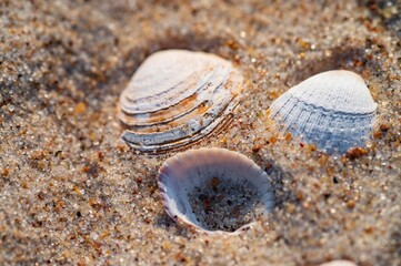 Sea shells on sand. Summer beach background. Top view