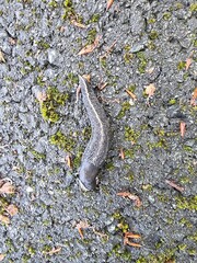 Black snail (Limax cinereoniger) 