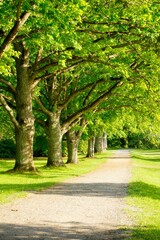Avenue of oak trees on Ekebyhov, a public park in Stockholm area