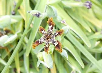 Close up on one Ferraria crispa flower blooming. Starfish Iris, Ferraria crispa, flowers show off...