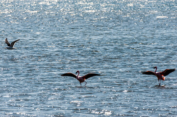 Greater Flamingos - Phoenicopterus roseus- along the shores of Walvis Bay, Namibia.