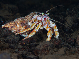 Hermit crab from a Norwegian fjord