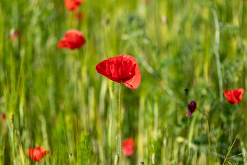 Field of bright red corn poppy flowers in spring