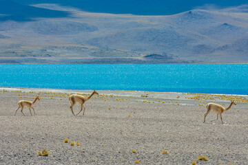 View of some vicuñas close to Miscanti Lagoon (Laguna Miscanti) at the Atacama Desert - Atacama, Chile