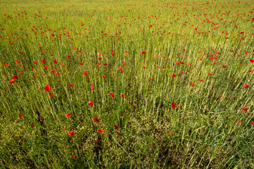 Field of bright red corn poppy flowers in spring