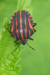 Vertical closeup on the beautiful European red striped bug , Graphosoma italicum on a green leaf