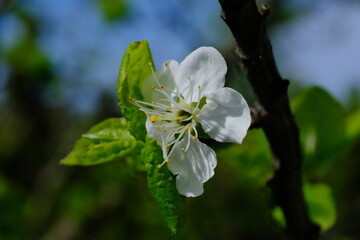 Plum flower close-up on a blurred background