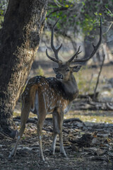 Chital also known as spotted deer in Ranthambore tiger reserve