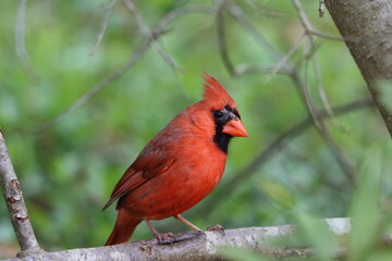 A male northern cardinal resting on a branch