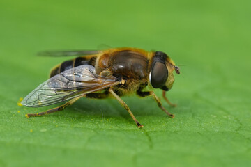 Closeup on the Stripe-faced Dronefly, Eristalis nemorum resting on a green leaf