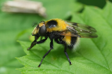 Closeup on a colorful large bumblebee plumehorn, Volucella bombylans hoverfly
